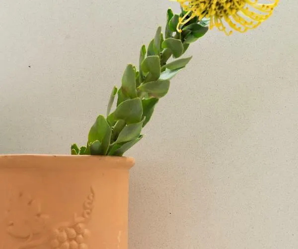 Casa Oliveira * ポルト